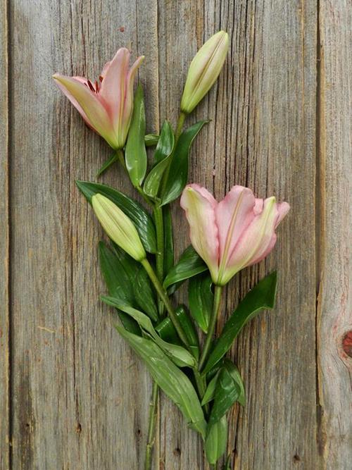 BRINDISI LA HYBRID LILY BLOOM